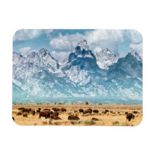 Buffalo onder het Grand Teton-gebergte Magneet