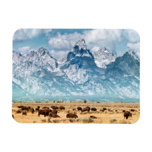 Buffalo onder het Grand Teton-gebergte Magneet (Horizontaal)
