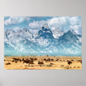 Buffalo onder het Grand Teton-gebergte Poster (Voorkant)