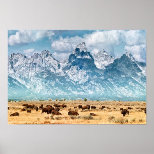 Buffalo onder het Grand Teton-gebergte Poster (Voorkant)