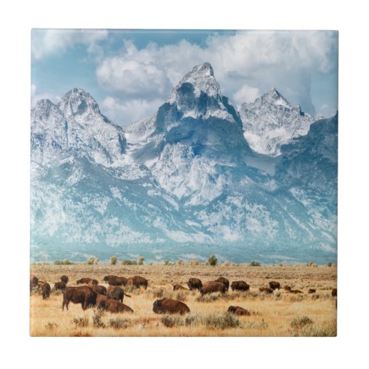 Buffalo onder het Grand Teton-gebergte Tegeltje (Voorkant)
