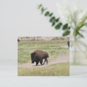 Buffalo onderweg, fotografie briefkaart (Staand voorkant)