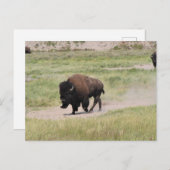 Buffalo onderweg, fotografie briefkaart (Voorkant / Achterkant)