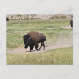 Buffalo onderweg, fotografie briefkaart