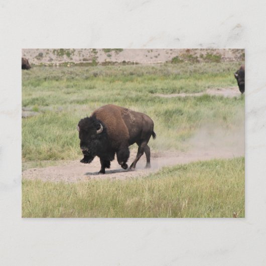 Buffalo onderweg, fotografie briefkaart (Voorkant)