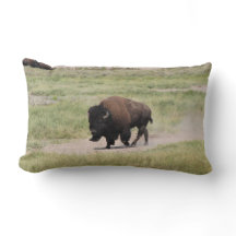 Buffalo onderweg, fotografie