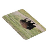 Buffalo onderweg, fotografie magneet (Rechterzijde)