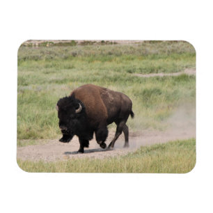 Buffalo onderweg, fotografie magneet