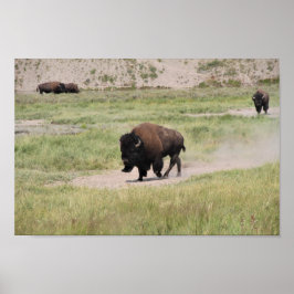 Buffalo onderweg, fotografie poster