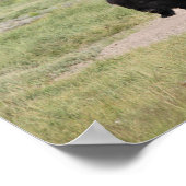 Buffalo onderweg, fotografie poster (Hoek)