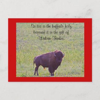 Buffalo op Lakota Lands Briefkaart