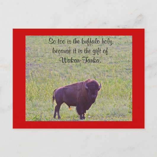 Buffalo op Lakota Lands Briefkaart (Voorkant)