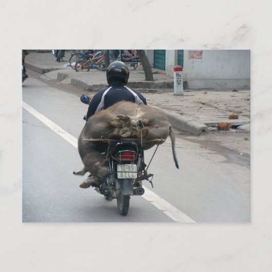 Buffalo op motorfiets-Vietnam Briefkaart (Voorkant)