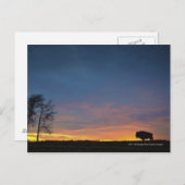 Buffalo op Sunset in Elk Island National Park Briefkaart (Voorkant / Achterkant)