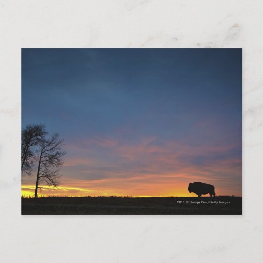 Buffalo op Sunset in Elk Island National Park Briefkaart (Voorkant)