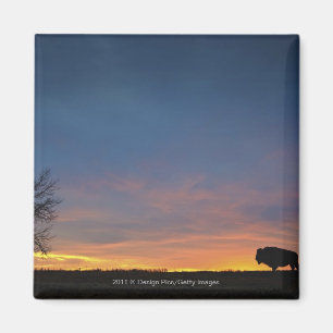 Buffalo op Sunset in Elk Island National Park Magneet