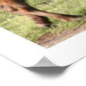 Buffalo Poster (Hoek)