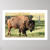 Buffalo Poster (Voorkant)