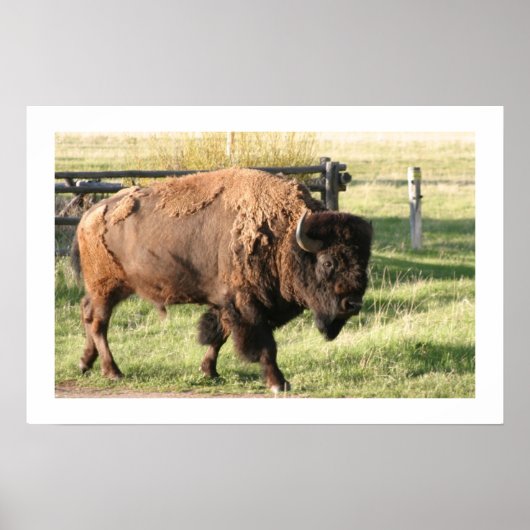 Buffalo Poster (Voorkant)