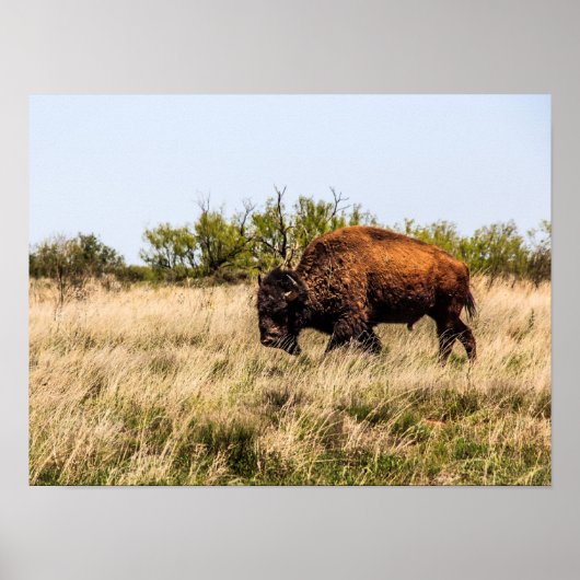 Buffalo Poster (Voorkant)