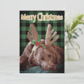 Buffalo Pset Labrador Wearing Antlers Foto Feestdagenkaart (Staand voorkant)