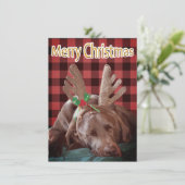 Buffalo Pset Labrador Wearing Antlers Foto Feestdagenkaart (Staand voorkant)