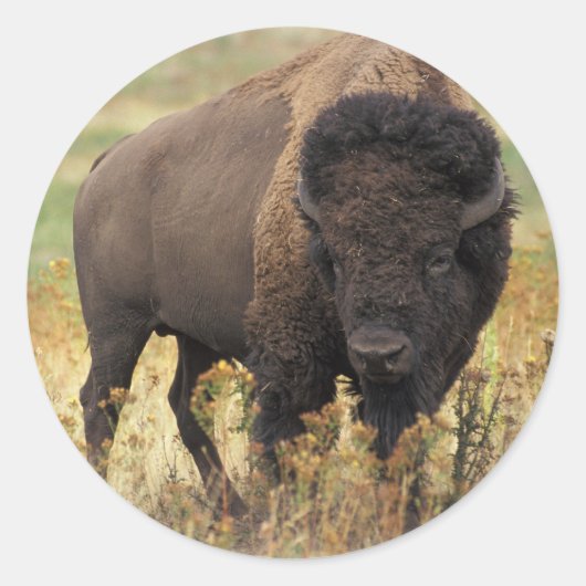 Buffalo Ronde Sticker (Voorkant)