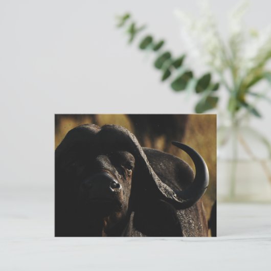 Buffalo - safari groot vijf dier briefkaart (Staand voorkant)