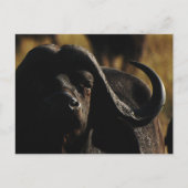 Buffalo - safari groot vijf dier briefkaart (Voorkant)