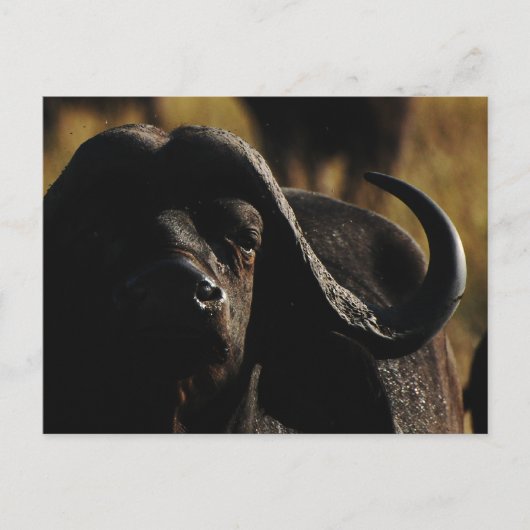 Buffalo - safari groot vijf dier briefkaart (Voorkant)