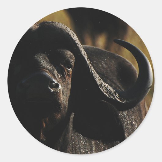 Buffalo - safari grote vijf dierlijke stickers (Voorkant)