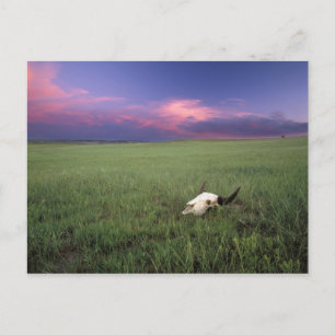 Buffalo-schedel in prairiegras bij Medora Briefkaart