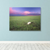 Buffalo-schedel in prairiegras bij Medora Canvas Afdruk (Insitu (Houten vloer))