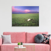 Buffalo-schedel in prairiegras bij Medora Canvas Afdruk (Insitu (Woonkamer))