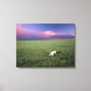 Buffalo-schedel in prairiegras bij Medora Canvas Afdruk