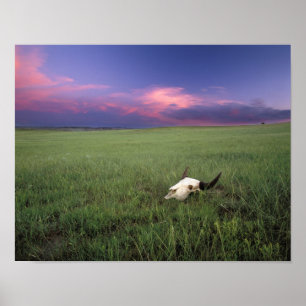 Buffalo-schedel in prairiegras bij Medora Poster