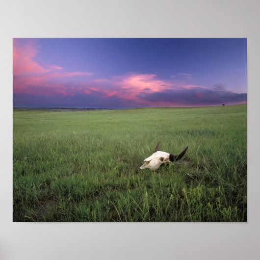 Buffalo-schedel in prairiegras bij Medora Poster (Voorkant)