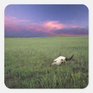 Buffalo-schedel in prairiegras bij Medora Vierkante Sticker