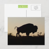 Buffalo Silhouette Briefkaart (Voorkant / Achterkant)