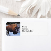 Buffalo Sneeuwfoto Etiket (Insitu)