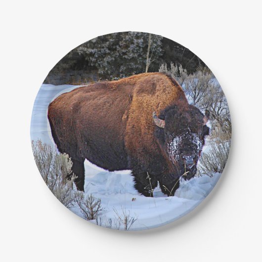 Buffalo Sneeuwfoto Papieren Bordje (Voorkant)