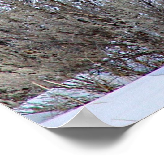 Buffalo Sneeuwfoto Poster (Hoek)