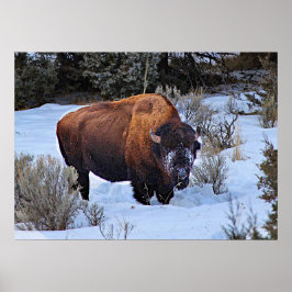 Buffalo Sneeuwfoto Poster