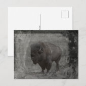 Buffalo Tintype Briefkaart (Voorkant / Achterkant)