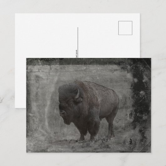 Buffalo Tintype Briefkaart (Voorkant / Achterkant)