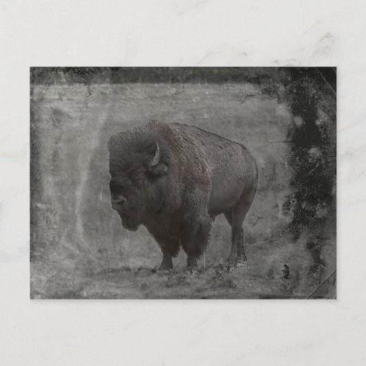 Buffalo Tintype Briefkaart (Voorkant)