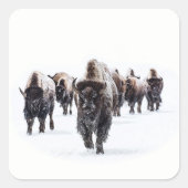 Buffalo Vierkante Sticker (Voorkant)