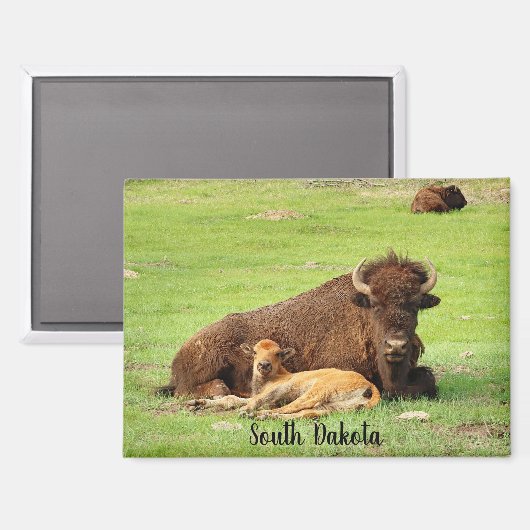 Buffalo with calf magnet (Voorkant / Achterkant)
