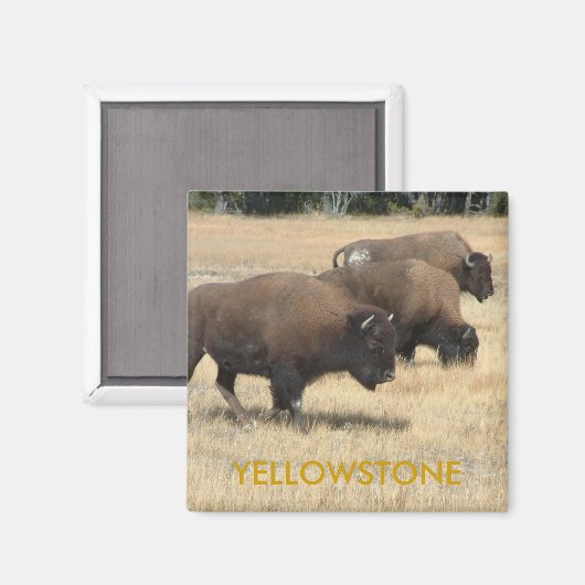 Buffalo Yellowstone Magnet (Voorkant / Achterkant)