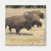 Buffalo Yellowstone Magnet (Voorkant)